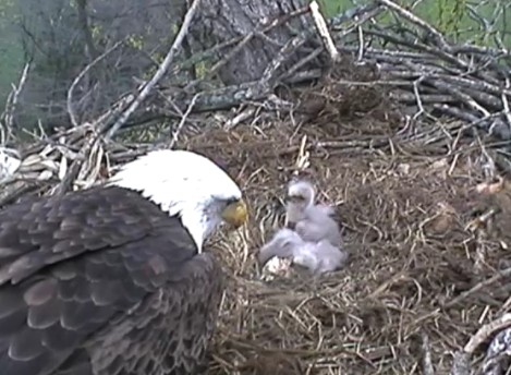 ScreenHunter_20 Mar. 31 11.33.jpg